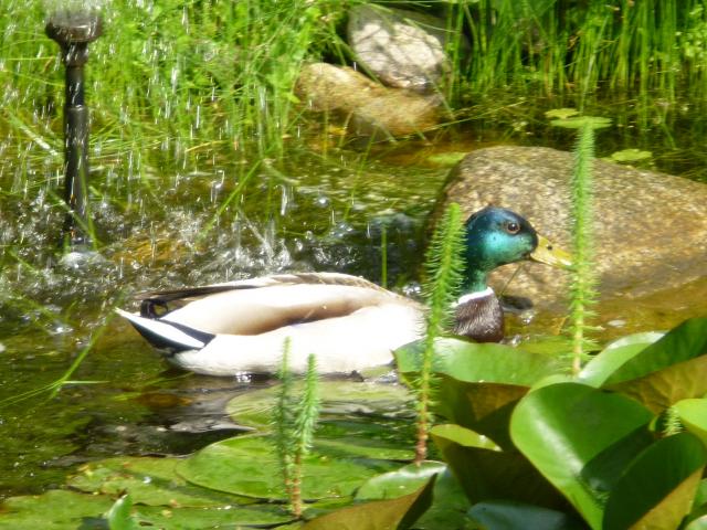 Stockente
