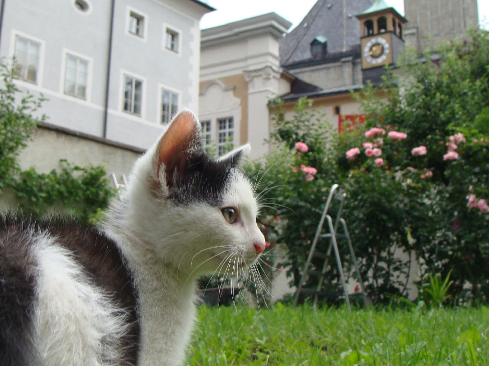 Unsere viel zu früh verstorbene Klosterkatze